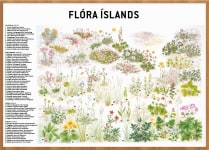 Flóra Íslands - veggspjald