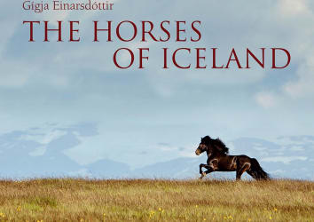 The Horses of Iceland