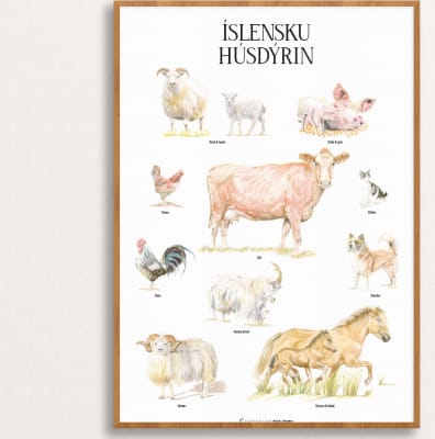Íslensku húsdýrin - plakat 50x70 cm