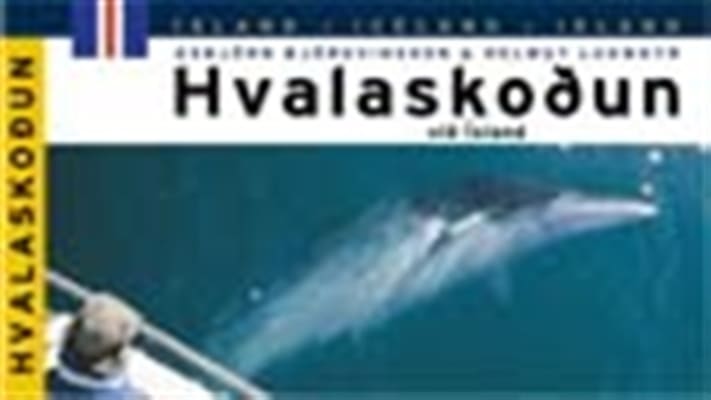 Whale Watching in Iceland