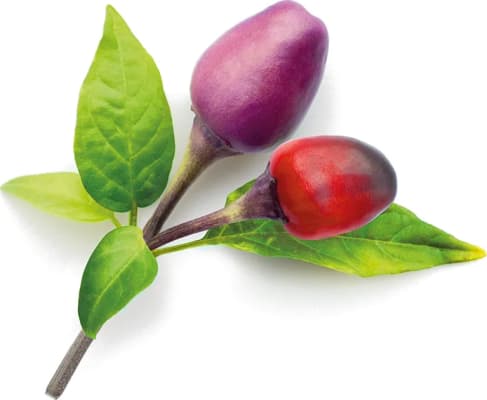 Click and Grow Smart Garden Áfylling 3-pack - Fjólublár Eld Pipar (Purple Chili Pepper)