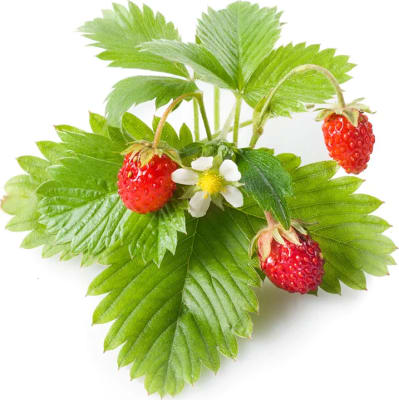 Click and Grow Smart Garden Áfylling 3-pack - Jarðarber (Wild Strawberry)