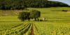 2023 Arnaud Baillot Savigny-Les-Beaune