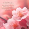 Baylis & Harding Boudoire Lúxus Handsnyrti Gjafasett