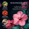 Baylis & Harding Boudoire Tropical Paradise lúxus gjafasett