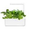 Click and Grow Smart Garden Áfylling 3-pack - Blaðkál