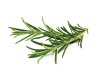 Click and Grow Smart Garden Áfylling 3-pack - Rósmarín (Rosemary)