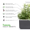 Click and Grow Smart Garden Áfylling 3-pack - Rósmarín (Rosemary)