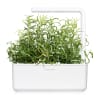 Click and Grow Smart Garden Áfylling 3-pack - Rósmarín (Rosemary)