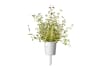 Click and Grow Smart Garden Áfylling 3-pack - Timjan (thyme)