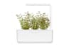 Click and Grow Smart Garden Áfylling 3-pack - Timjan (thyme)