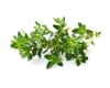Click and Grow Smart Garden Áfylling 3-pack - Timjan (thyme)