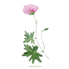 Geranium Ilmkjarnaolía Relaxation Centre Collection 10 ml