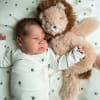 Houston heavy teddy small Lion – lítið ljón