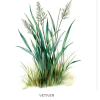 Vetiver Ilmkjarnaolía Relaxation Centre Collection 10 ml
