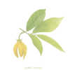 Ylang Ylang Ilmkjarnaolía Relaxation Centre Collection 10 ml
