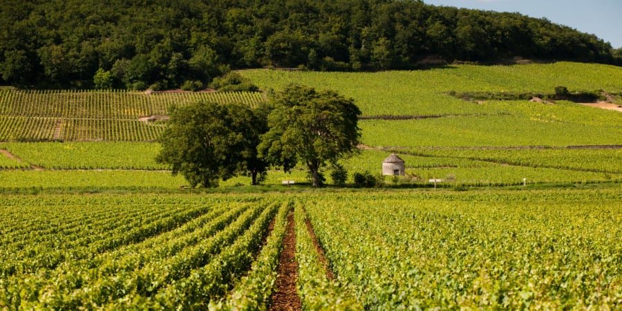 2023 Arnaud Baillot Savigny-Les-Beaune