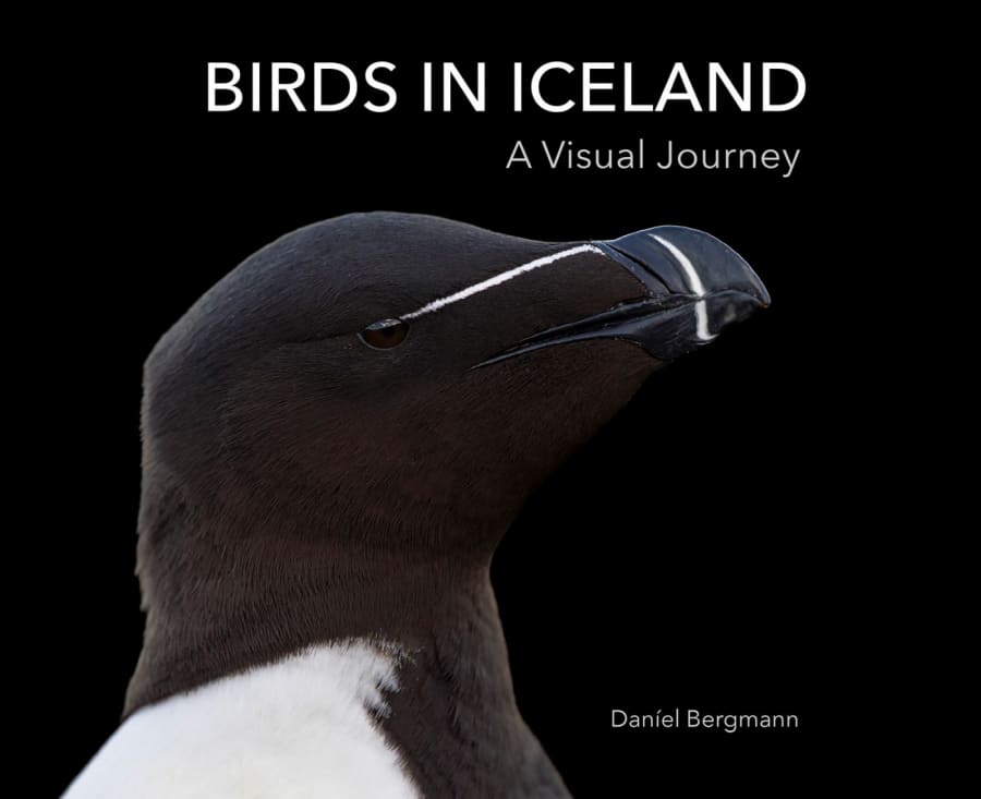 Birds in Iceland: A Visual Journey
