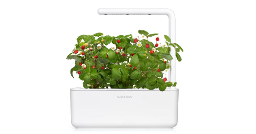 Click and Grow Smart Garden Áfylling 3-pack - Jarðarber (Wild Strawberry)