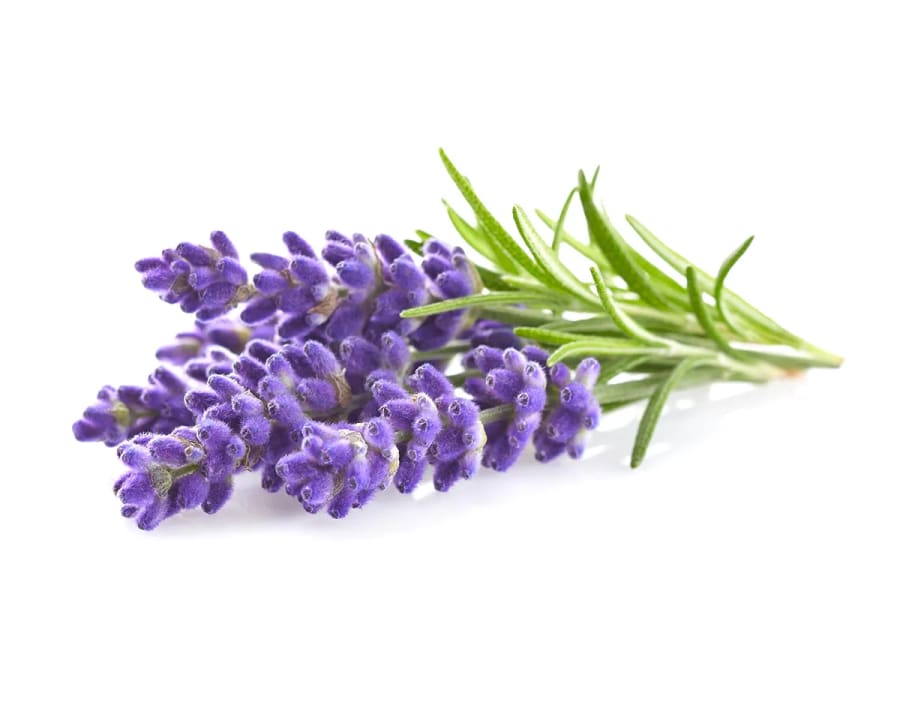 Click and Grow Smart Garden Áfylling 3-pack - Lavender (Lofnarblóm)
