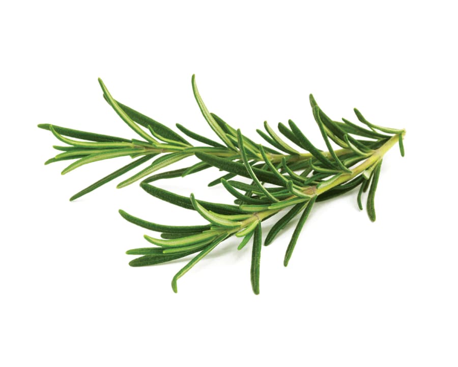 Click and Grow Smart Garden Áfylling 3-pack - Rósmarín (Rosemary)