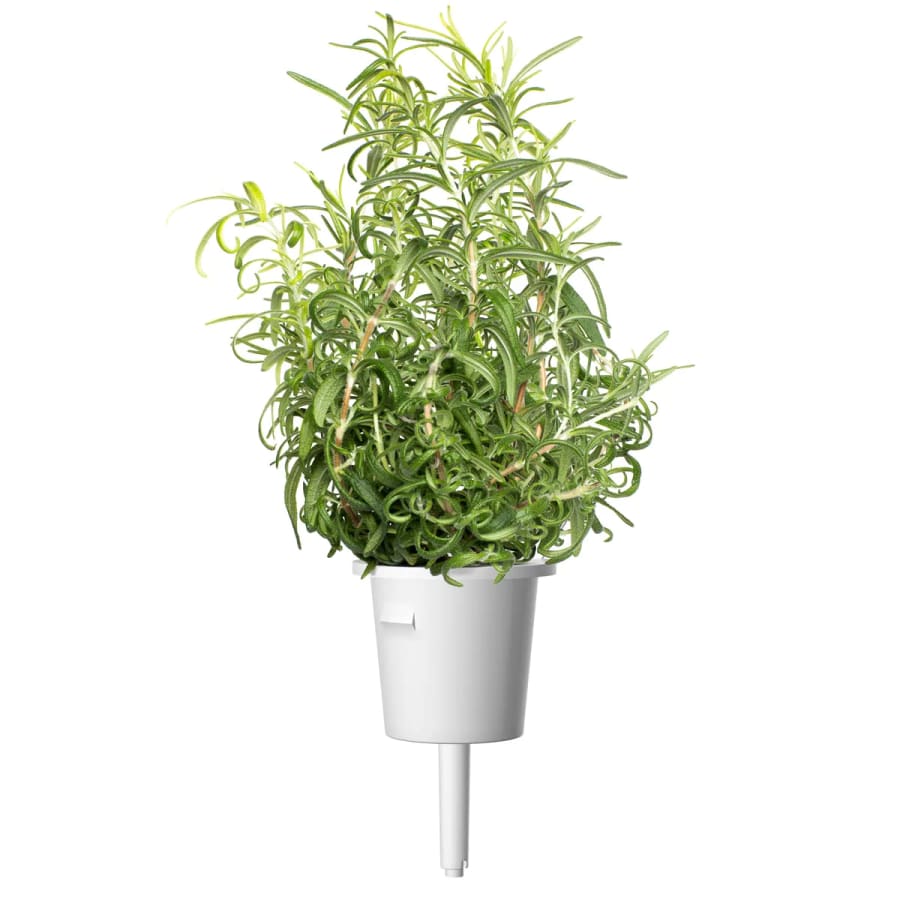 Click and Grow Smart Garden Áfylling 3-pack - Rósmarín (Rosemary)