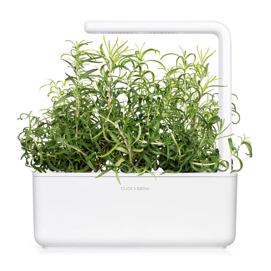 Click and Grow Smart Garden Áfylling 3-pack - Rósmarín (Rosemary)