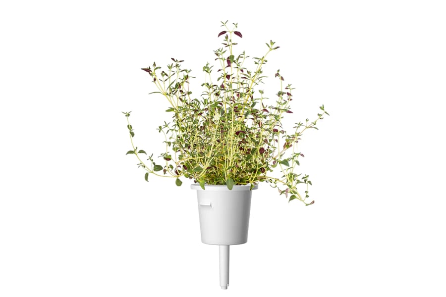 Click and Grow Smart Garden Áfylling 3-pack - Timjan (thyme)