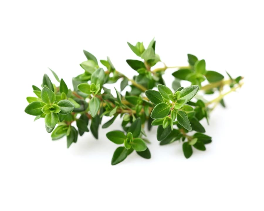 Click and Grow Smart Garden Áfylling 3-pack - Timjan (thyme)