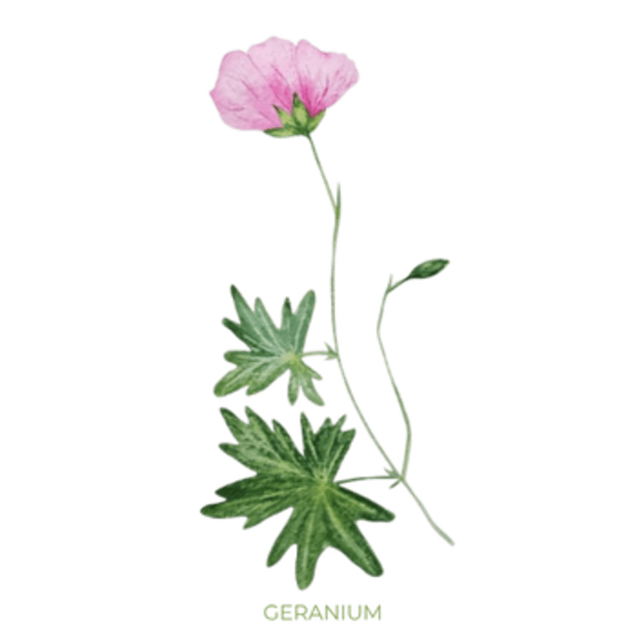 Geranium Ilmkjarnaolía Relaxation Centre Collection 10 ml