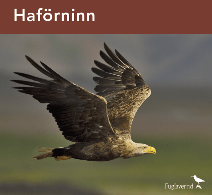 Haförninn