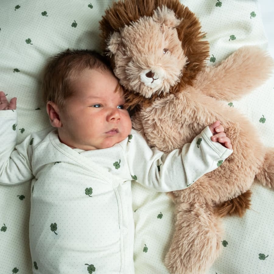 Houston heavy teddy small Lion – lítið ljón