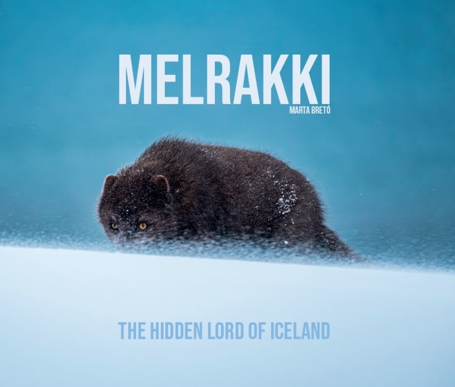 Melrakki: The hidden lord of Iceland
