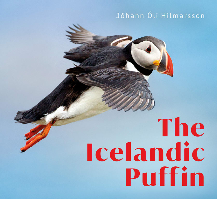 The Icelandic Puffin
