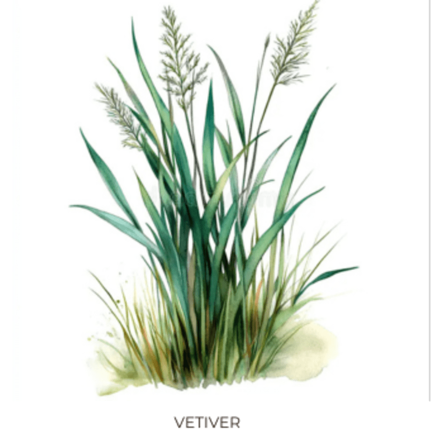 Vetiver Ilmkjarnaolía Relaxation Centre Collection 10 ml