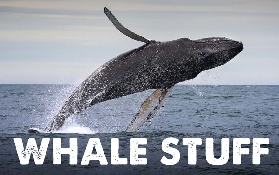 Whale Stuff