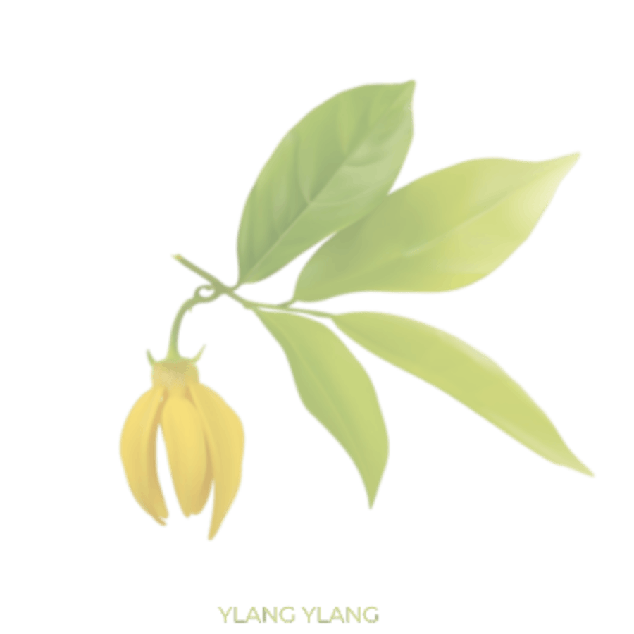 Ylang Ylang Ilmkjarnaolía Relaxation Centre Collection 10 ml
