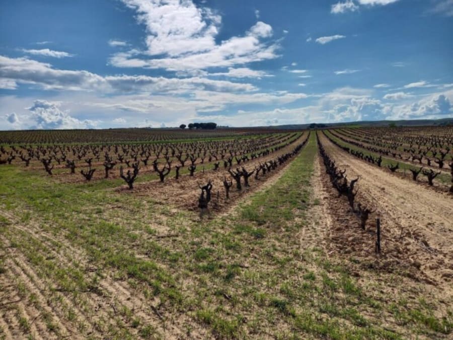 2023 Viña Pedrosa El Otero