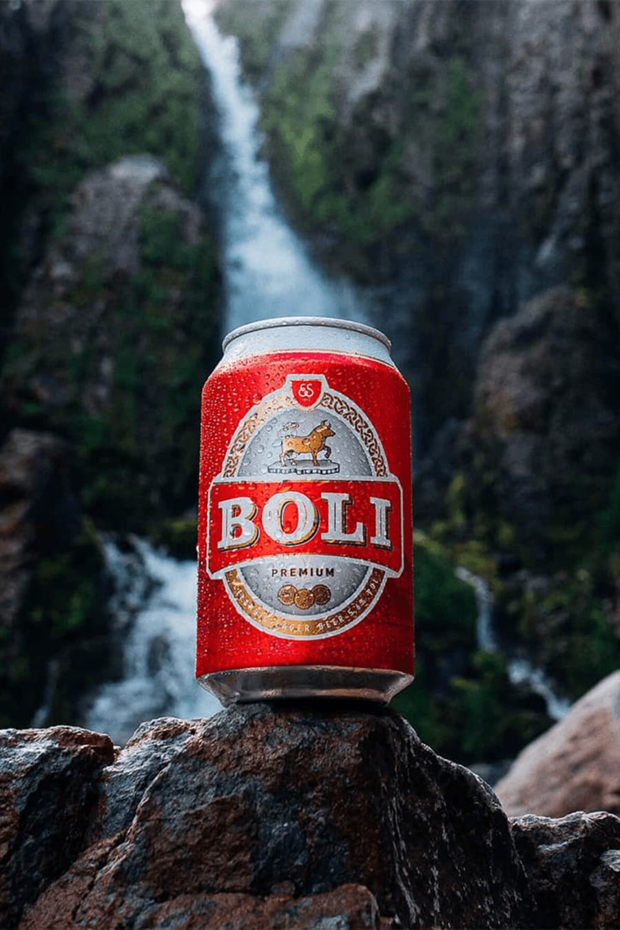 Boli / 12 dósir