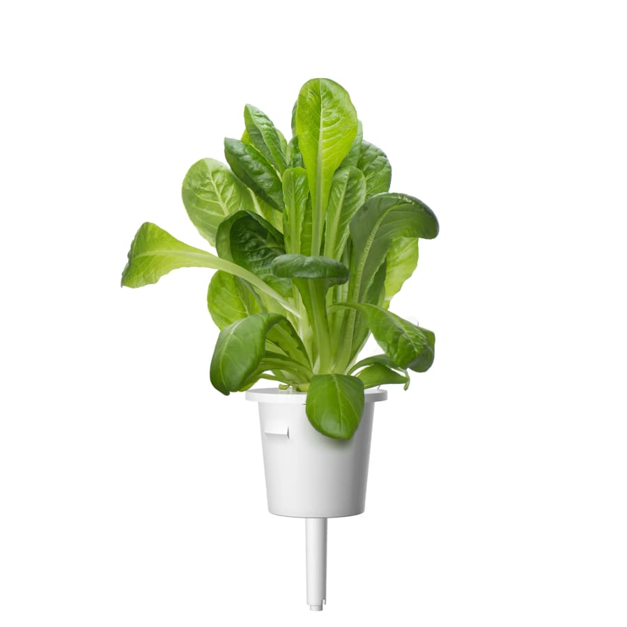 Click and Grow Smart Garden Áfylling 3-pack - Romaine Lettuce